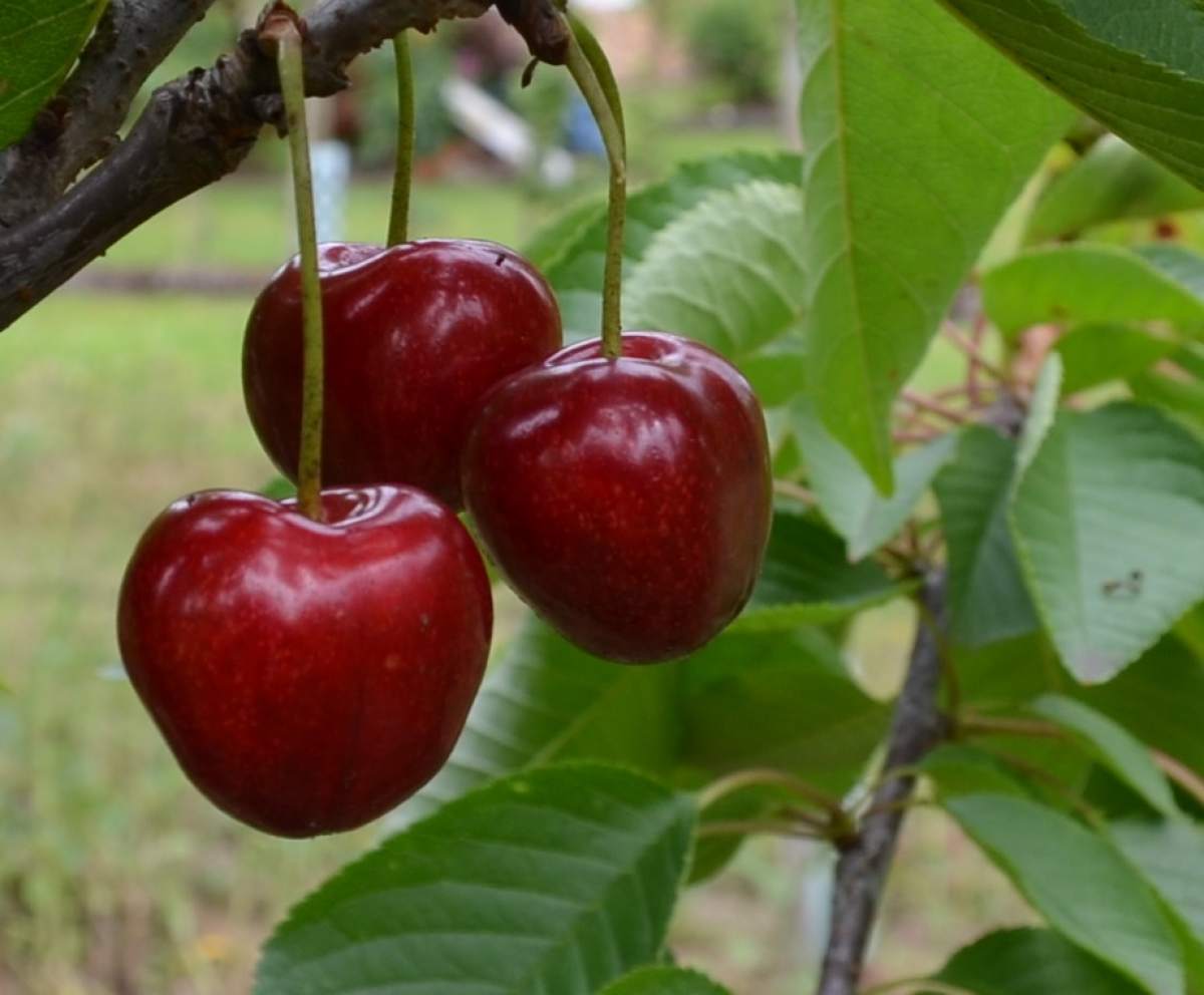 Große Obstbäume – Säulenobst – Kleinbaum – Gartenbaum – Terrassenbaum