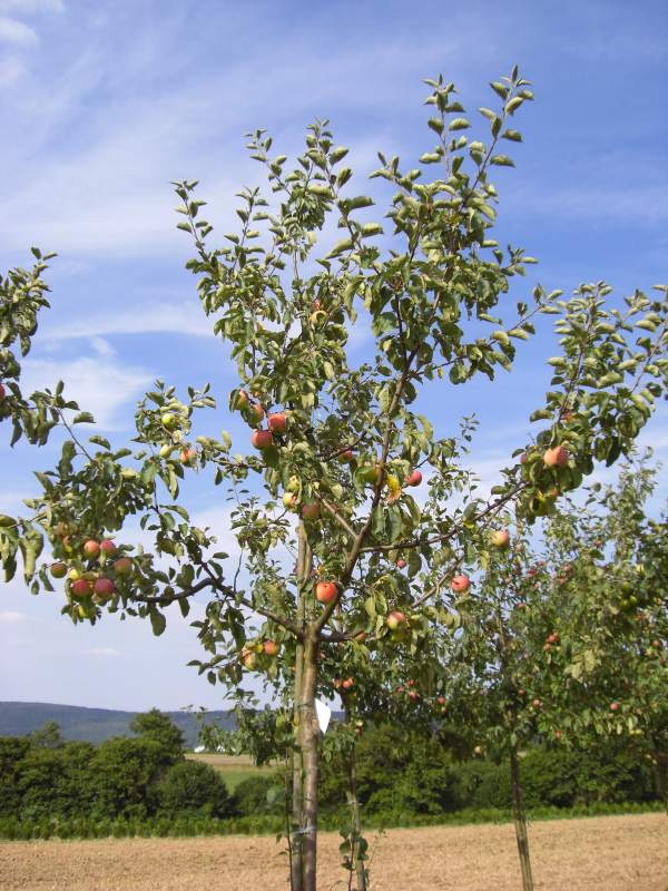 großer Apfelbaum Halbstamm Hochstamm kaufen mrpflanzenvertrieb der
