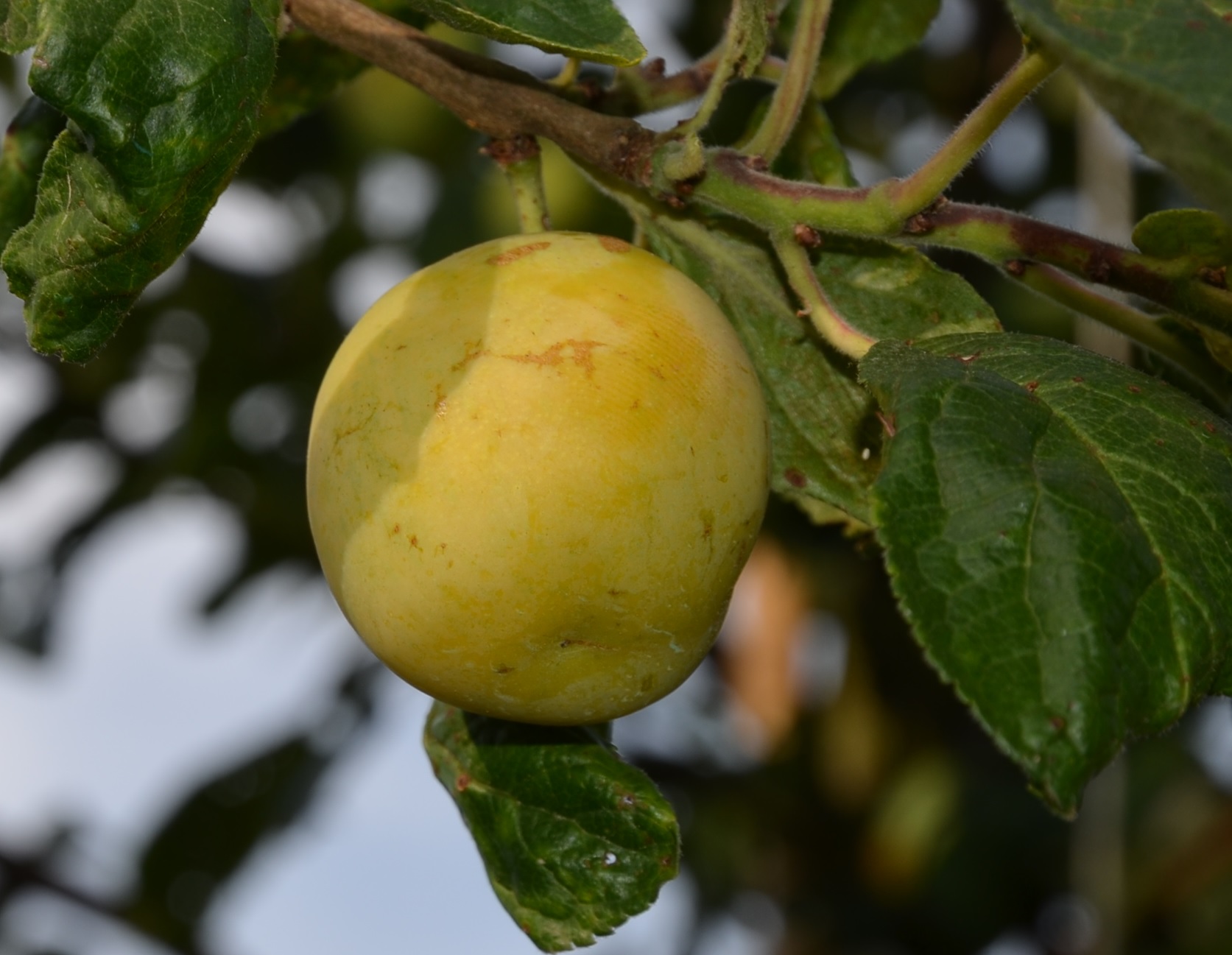 43+ Große Obstbäume Kaufen, Ausfälle gibt es praktisch keine.