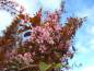 Preview: Traubenkirsche: Rosa Traubenkirsche