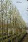 Preview: Chinesische Zierbirne