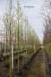Preview: Chinesische Zierbirne
