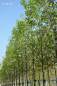 Preview: Chinesische Zierbirne