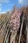 Preview: Magnolie: Tulpenmagnolie Heaven Scent