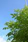 Preview: Bienenbaum/Honigesche