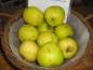 Preview: Apfel: Luxemburger Renette