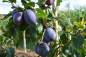 Preview: Zwetschge: Haroma