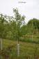 Preview: Zwetschge: Haroma