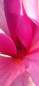 Preview: Magnolie: Tulpenmagnolie Spectrum