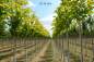 Preview: Linde: Gold-Kaiserlinde