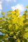Preview: Linde: Gold-Kaiserlinde