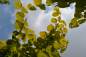 Preview: Linde: Gold-Kaiserlinde