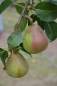 Preview: Birne: Doppelte Philipsbirne