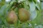 Preview: Birne: Doppelte Philipsbirne