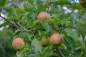 Preview: Apfel: Rubinette