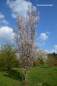 Preview: Zierkirsche: Spire