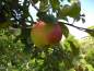 Preview: Apfel: Landsberger Renette