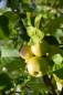 Preview: Apfel: Landsberger Renette