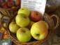 Preview: Apfel Ontario