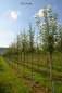 Preview: Apfel Ontario