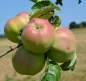 Preview: Apfel Ontario