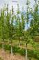 Preview: Apfel Ontario