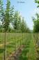 Preview: Apfel Ontario