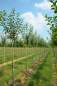 Preview: Apfel Ontario