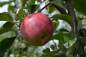 Preview: Apfel Roter Gravensteiner