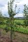 Preview: Bunte Julibirne