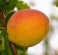 Preview: Aprikose: Sungiant
