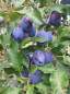 Preview: Zwetschge Blue Frost