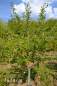 Preview: Apfel: Braeburn
