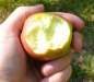 Preview: Apfel: Braeburn