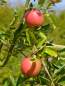 Preview: Apfel: Braeburn
