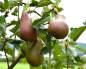 Preview: Bunte Julibirne