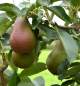 Preview: Bunte Julibirne