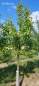 Preview: Birne: Doppelte Philipsbirne
