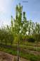 Preview: Birne: Doppelte Philipsbirne