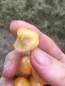 Preview: Süßkirsche: Dönissens Gelbe Knorpelkirsche