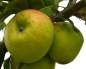 Preview: Apfel: Freiherr von Berlepsch