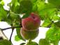 Preview: Apfel: Jakob Fischer