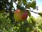 Preview: Apfel: Landsberger Renette