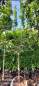 Preview: Apfel Laxton´s Superb