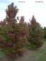 Preview: Amberbaum Palo Alto