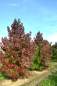 Preview: Amberbaum Palo Alto