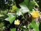 Preview: Tulpenbaum