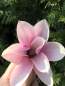 Preview: Magnolie: Tulpenmagnolie Heaven Scent