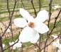 Preview: Magnolie: Sternmagnolie Merrill