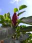 Preview: Magnolie: Purpur-Magnolie Black Tulip